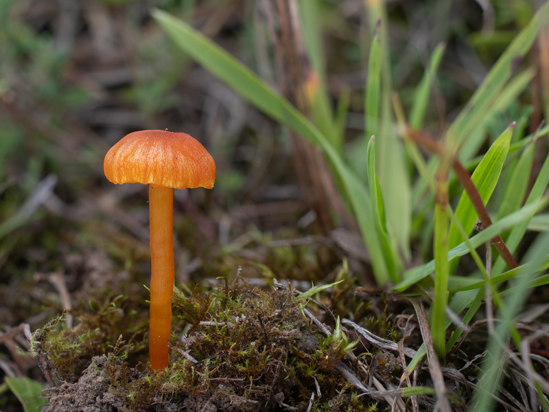 Hygrocybe calciphila